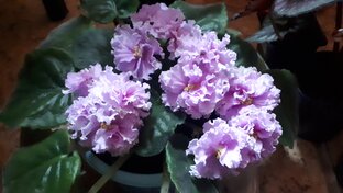 Про цветы, растения и тому подобное )