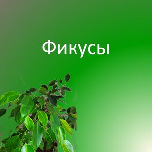 Фикусы