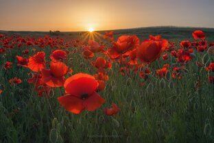 Цветущий Крым