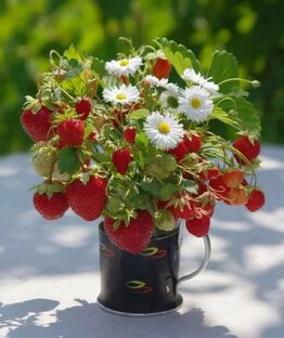 Сад и огород 