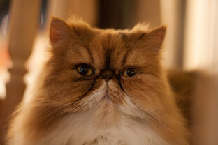 Афиша котокафе