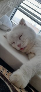 💖🐱Котики и Собачки🐶💖