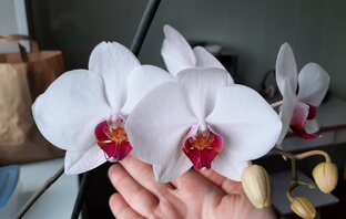 цветущий месяц