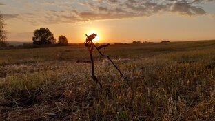 Находки с металлоискателем