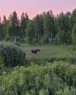 Встреча с животными в лесу!