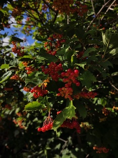 Огородные делишки