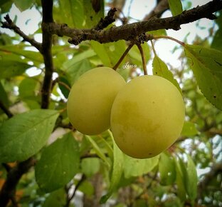 🍇🍃🍅ВО САДУ ЛИ В ОГОРОДЕ!?