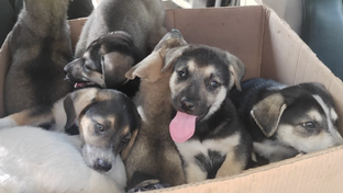 Хочу домой!