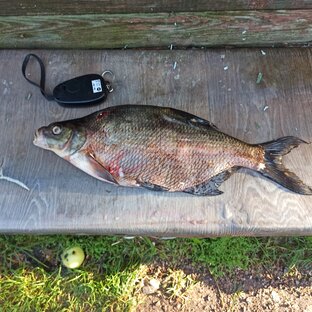 Много рыбалки