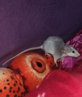 Крыса? Крыса! 