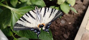 Жизнь насекомых моими глазами