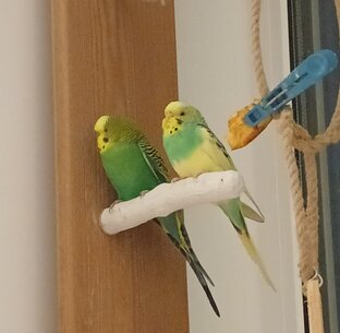 Попугаи волнистые