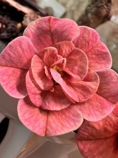 🌸Калибрахоа🌸