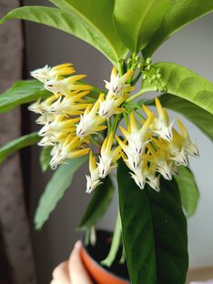 Хойя мультифлора 