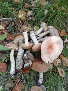 Короткие видео 