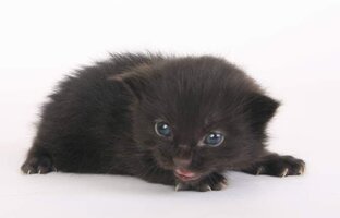 Груминг кошек