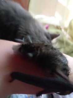 Появился новый питомец