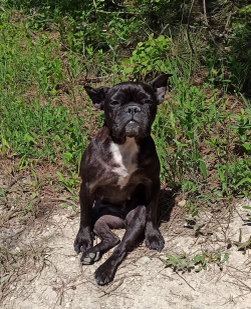 Здоровье собаки