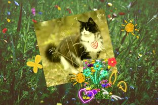 Васька🐱🐈🐾