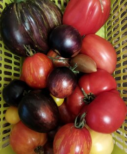 Мои отзывы о высокорослых сортах томатов