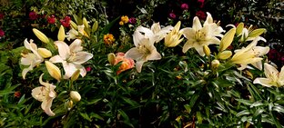 " Музыка с нами "