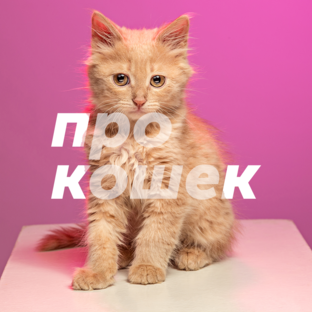 Про кошек