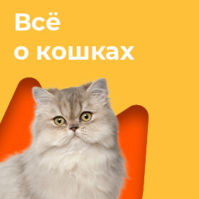 Всё о кошках
