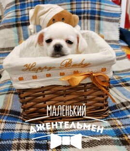 мой питомцы
