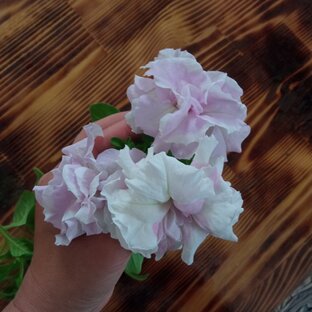 Дела огородные