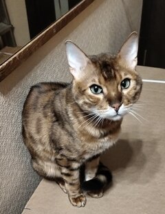 Ягуар карманный. 