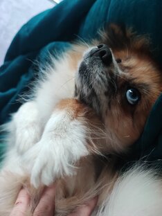 Наша милота в разных условиях