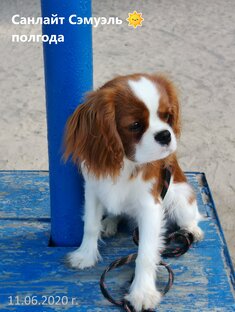 Когда был Сэмик маленький 🐶