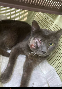 Паштет ❤️‍🩹 НУЖНА ПОМОЩЬ  