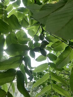 Всякая всячина