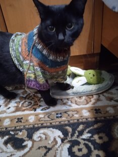 Котожизнь наших питомцев