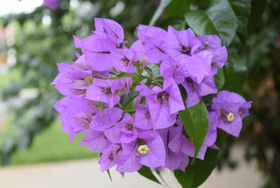 БУГЕНВИЛЛИЯ / Bougainvillaea
