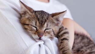 Без кота - жизнь не та