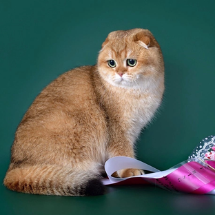 SOLVAX питомник шотландской и британской породы