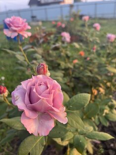 Начинающий флорист 