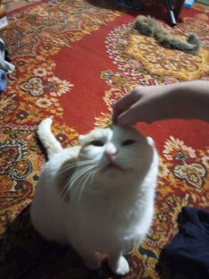 Глажу котика мурзика