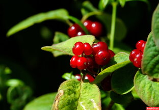 Волчья ягода