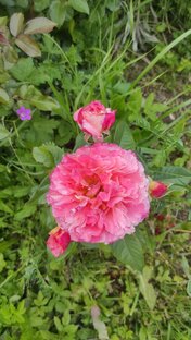 Будущий сухоцвет🥰