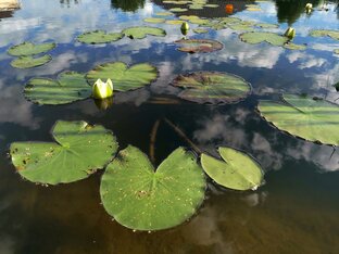 Растения для пруда