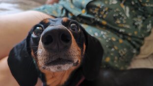 Что нужно для ухода за питомцем?