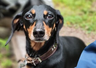 Тихая охота с таксой вместе