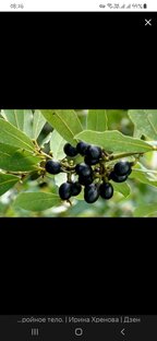 Целительство