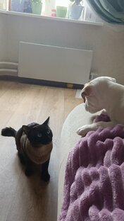 А тут будем наша совместная подборка🐶😺