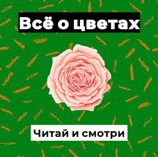 Сравнение цветов в саду