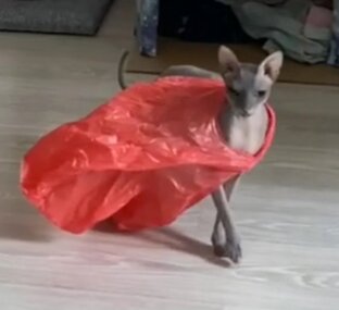 Игрушки для кошек 