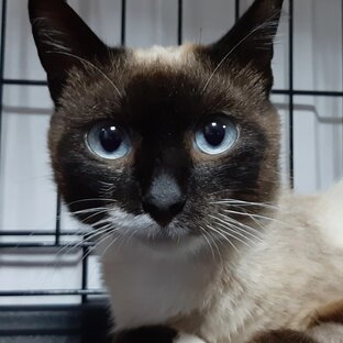 Наши особенные котики